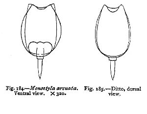 Bryce, D L (1891): Science Gossip, London 27 p.206, fig.184, 185